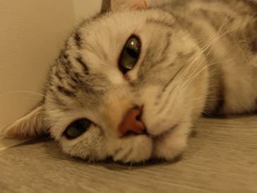 猫カフェモカ　立川店に投稿された画像（2025/9/25）