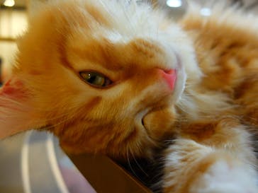 猫カフェモカ　立川店に投稿された画像（2025/9/25）