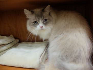 猫カフェモカ　立川店に投稿された画像（2025/9/25）