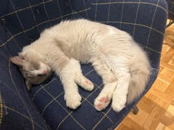 猫カフェモカ　吉祥寺店に投稿された画像（2025/9/25）