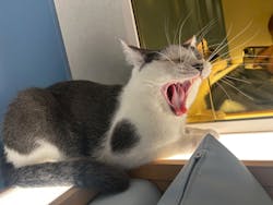 猫カフェモカ　吉祥寺店に投稿された画像（2025/9/25）