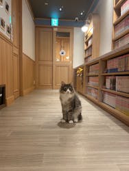 猫カフェモカ　吉祥寺店に投稿された画像（2025/9/25）