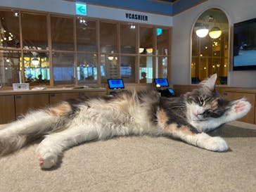 猫カフェモカ　吉祥寺店に投稿された画像（2025/9/25）