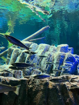 サケのふるさと 千歳水族館に投稿された画像（2025/9/25）