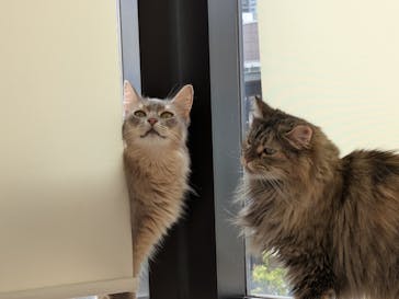 Cat Café MOFF グランベリーパーク店に投稿された画像（2025/9/25）