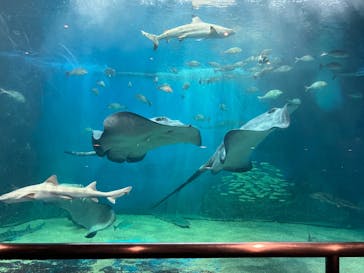 越前松島水族館に投稿された画像（2025/9/25）