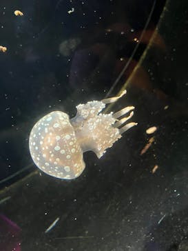 越前松島水族館に投稿された画像（2025/9/25）