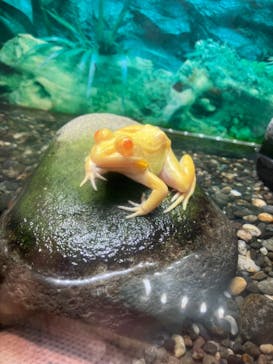 越前松島水族館に投稿された画像（2025/9/25）