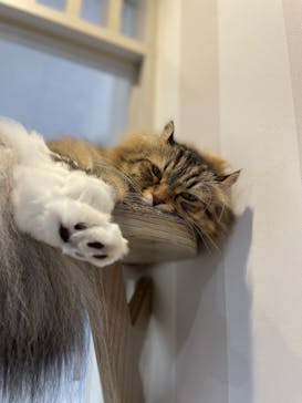 猫カフェモカ　立川店に投稿された画像（2025/9/25）