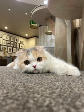 猫カフェモカ　立川店に投稿された画像（2025/9/25）