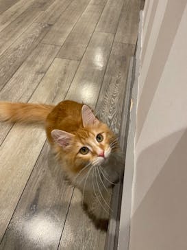 猫カフェモカ　立川店に投稿された画像（2025/9/25）