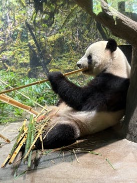 恩賜上野動物園に投稿された画像（2025/9/25）