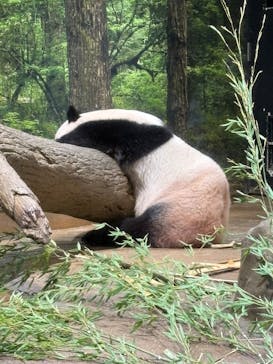 恩賜上野動物園に投稿された画像（2025/9/25）