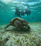 宮古島マリン SUGAR3（シュガースリー）に投稿された画像（2025/9/26）