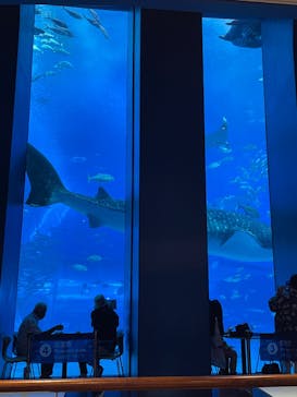 沖縄美ら海水族館に投稿された画像（2025/9/26）