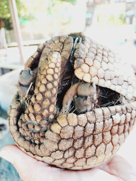 伊豆アニマルキングダムに投稿された画像（2025/9/26）