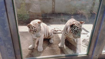 伊豆アニマルキングダムに投稿された画像（2025/9/26）