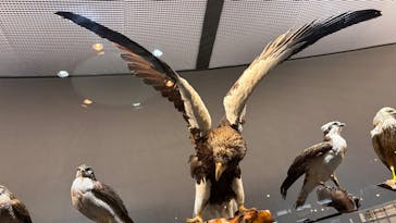 滋賀県立琵琶湖博物館に投稿された画像（2025/9/26）