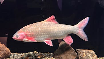 滋賀県立琵琶湖博物館に投稿された画像（2025/9/26）