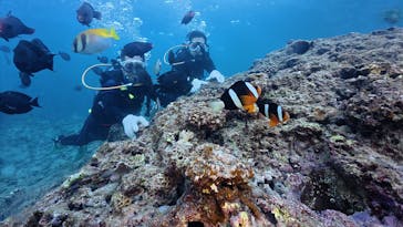 沖縄ダイビングショップシーモールに投稿された画像（2025/9/26）