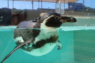 下田海中水族館に投稿された画像（2025/9/26）
