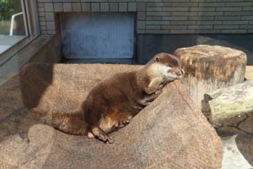下田海中水族館に投稿された画像（2025/9/26）