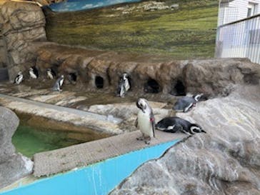 しながわ水族館に投稿された画像（2025/9/26）