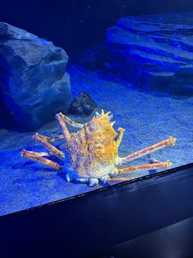 サンシャイン水族館に投稿された画像（2025/9/26）