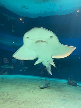 沖縄美ら海水族館に投稿された画像（2025/9/26）