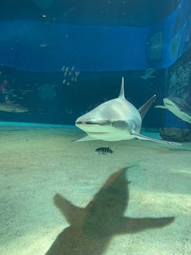 沖縄美ら海水族館に投稿された画像（2025/9/26）