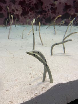 沖縄美ら海水族館に投稿された画像（2025/9/26）