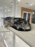 Cat Café MOFF 静岡PARCO店に投稿された画像（2025/9/27）