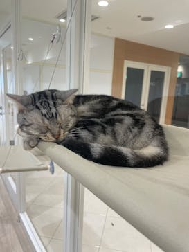 Cat Café MOFF 静岡PARCO店に投稿された画像（2025/9/26）