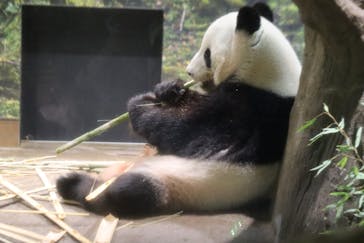 恩賜上野動物園に投稿された画像（2025/9/26）