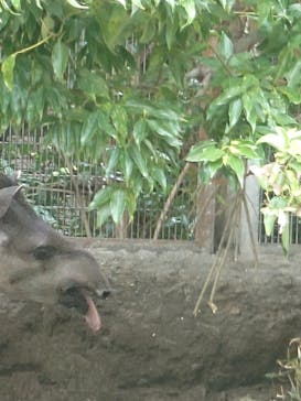 恩賜上野動物園に投稿された画像（2025/9/26）