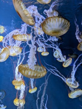 新江ノ島水族館に投稿された画像（2025/9/27）