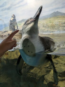新江ノ島水族館に投稿された画像（2025/9/27）