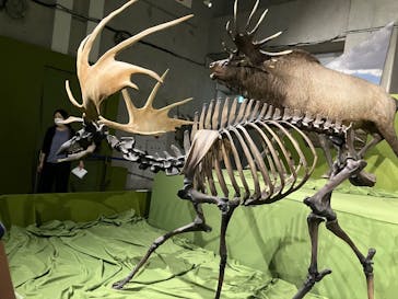 特別展「氷河期展 〜人類が見た4万年前の世界〜」（国立科学博物館）に投稿された画像（2025/9/27）