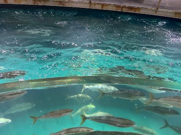 城崎マリンワールドに投稿された画像（2025/9/27）