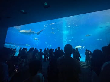 沖縄美ら海水族館に投稿された画像（2025/9/27）