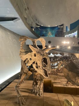 福井県立恐竜博物館に投稿された画像（2025/9/27）