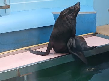 竹島水族館に投稿された画像（2025/9/27）