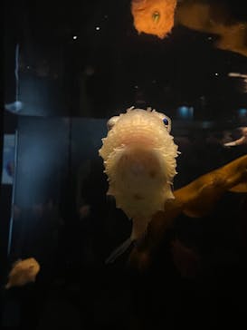 環境水族館アクアマリンふくしまに投稿された画像（2025/9/27）