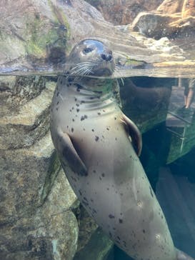 環境水族館アクアマリンふくしまに投稿された画像（2025/9/27）