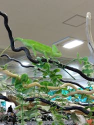 いきもの探検隊湘南に投稿された画像（2025/9/27）