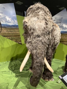 特別展「氷河期展 〜人類が見た4万年前の世界〜」（国立科学博物館）に投稿された画像（2025/9/27）