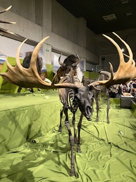 特別展「氷河期展 〜人類が見た4万年前の世界〜」（国立科学博物館）に投稿された画像（2025/9/27）