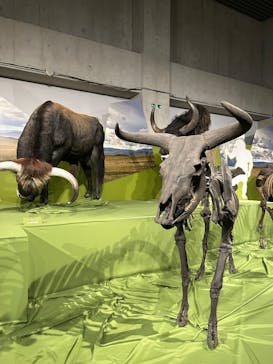 特別展「氷河期展 〜人類が見た4万年前の世界〜」（国立科学博物館）に投稿された画像（2025/9/27）