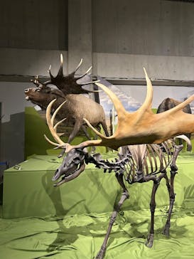 特別展「氷河期展 〜人類が見た4万年前の世界〜」（国立科学博物館）に投稿された画像（2025/9/27）