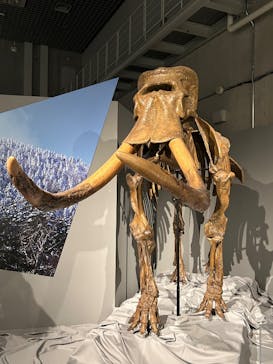 特別展「氷河期展 〜人類が見た4万年前の世界〜」（国立科学博物館）に投稿された画像（2025/9/27）